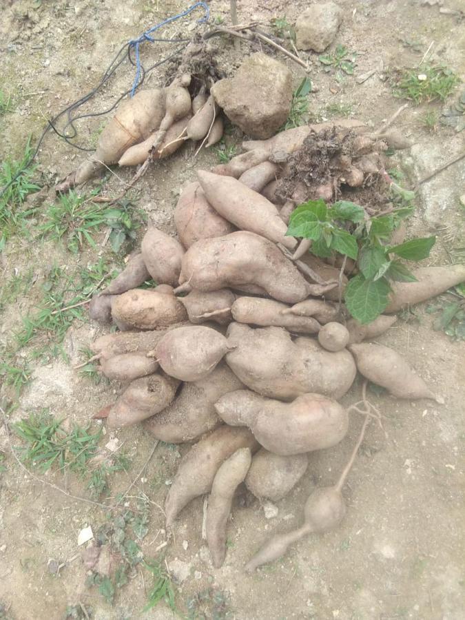 Joe'S Farm Βίλα Νταρτζίλινγκ Εξωτερικό φωτογραφία
